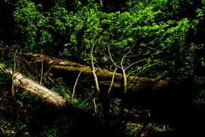 The branches