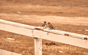 Two birds argue,