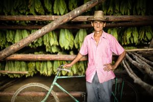 Tobacco Farmer