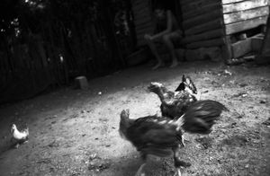 The Cockfighters of Viñales