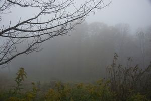 Muted Beauty© Edith Gould