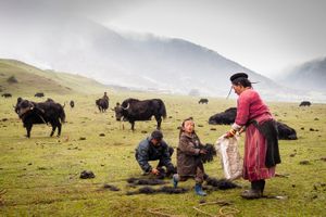 Harvesting the yak hair