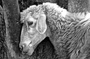 The Sheep is in the Woods.