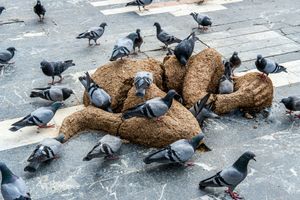 This is not a Bird Photo.