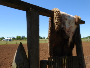 Sheep hide