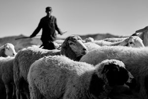 Shepherd & sheep