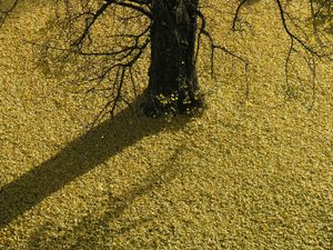gingko 3