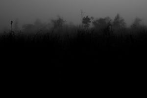 hidden