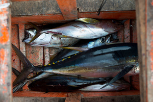 Impact of overfishing #15