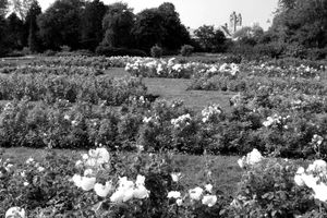 Rose Garden, The Hague, The Netherlands
