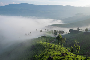 The tea estates of Munnar
