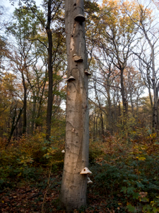 Brandenburg Forests 08