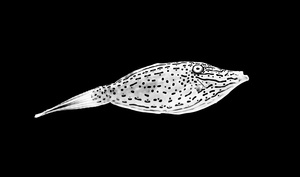 Filefish