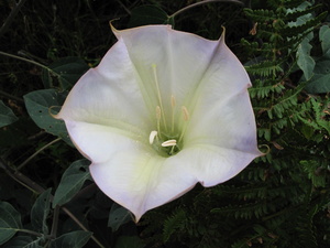 jimson weed flower