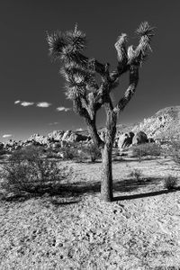 Joshua Tree National Park | California.