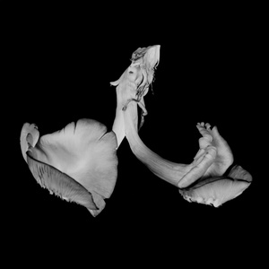 Oyster Mushroom 29