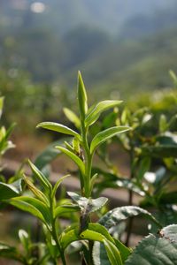 Two Leaves and a Bud