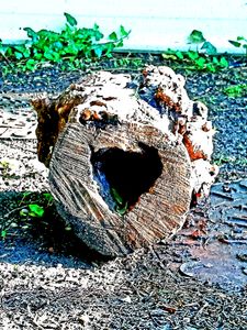 A Heart in a Trunk