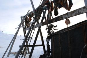 "Polar Trapper site"