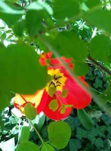 Tulip and Leaves 1