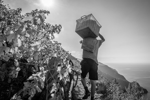 transporting grapes