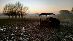 Horses in the mist.