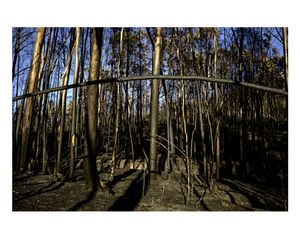 Portraits of a fire / Retratos de un incendio