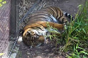 CAPTIVITY