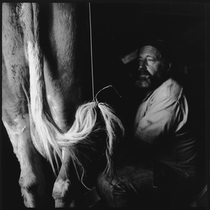 Milking the cow