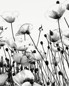 Red Poppies, April 2016