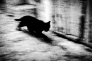 Black cat