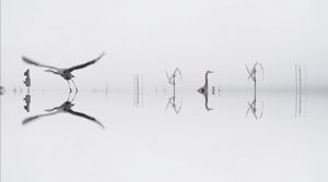 Fog 9. From the series, And the Whole World Stops.
