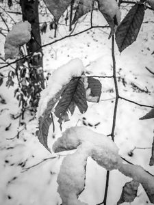 Untitled (Beech), Deep River, CT, 12 30 17