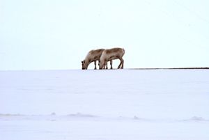 "Reindeer"