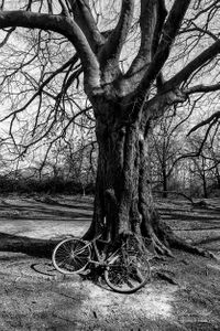 Bicycle on Hampstead Heath