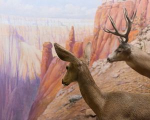 Grand Canyon National Park, Kaibab Plateau