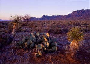 Desert Flora, Florida Mountains: West side, South West.