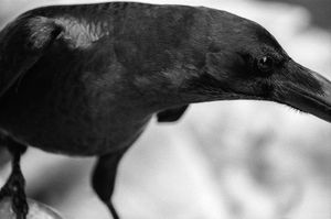 BLACK BIRD LAND-5