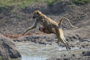 Female Yellow Baboon Jumps Across A Small Stream While Her Baby Holds On Tight Underneath Her