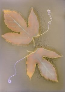 Vine Leaves on Arista RC - © Erin McGuire