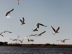 Hovering Gulls
