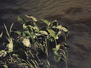 Into the marsh - 03