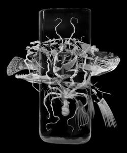 Nature Morte 11