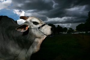 Jabriel, the most prized bull of the Nelore breed, belonging to the Naviraí farm and currently hosted at the Alta Genetics laboratory in Uberaba. The bull was valued at almost US $ 800 thousand in 2016 and is today the most important bull in semen sale of the country. Uberaba, Minas Gerais, Brazil, 2017