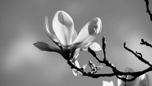 Magnolia