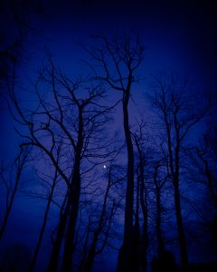 Trees and Moon in Blue.
