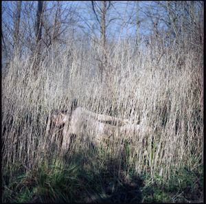 herbes hautes