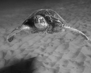 Gliding Over the Sand