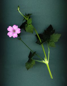 Cranesbill