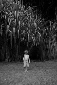 Walking Palm